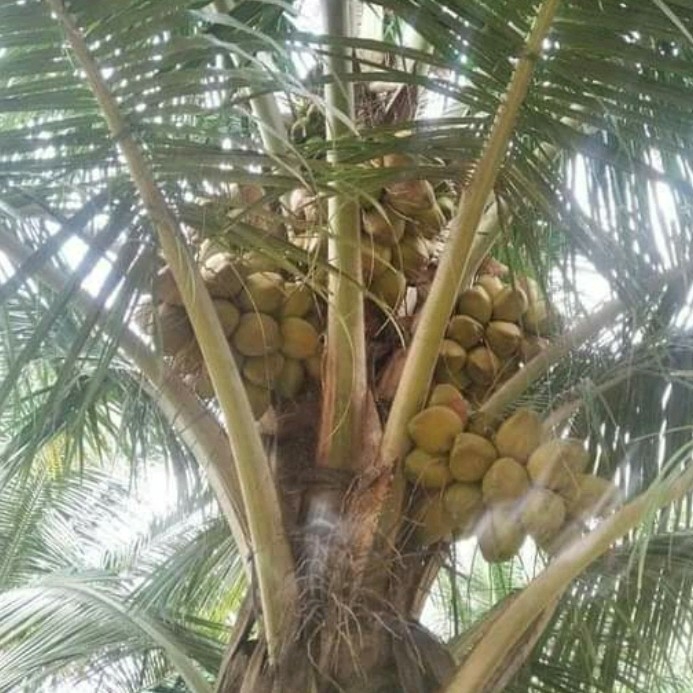 Tiptur Coconut Plant